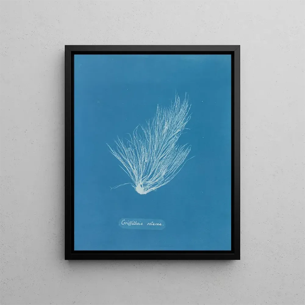 Gemälde Griffithsia setacea - Anna Atkins | Kunstdruck