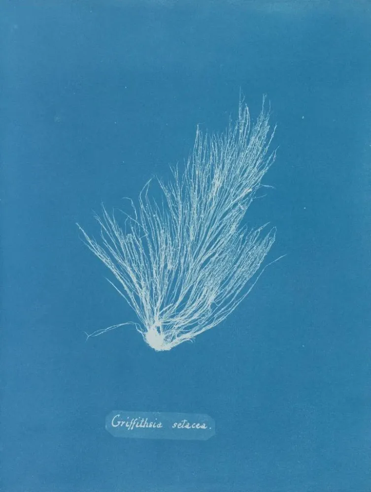 Gemälde Griffithsia setacea - Anna Atkins | Kunstdruck