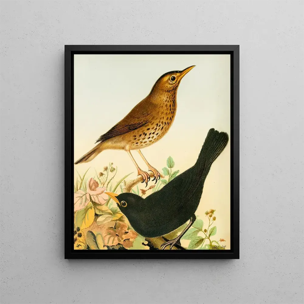 Gemälde Grive musicienne et merle - W. . Blakston | Kunstdruck