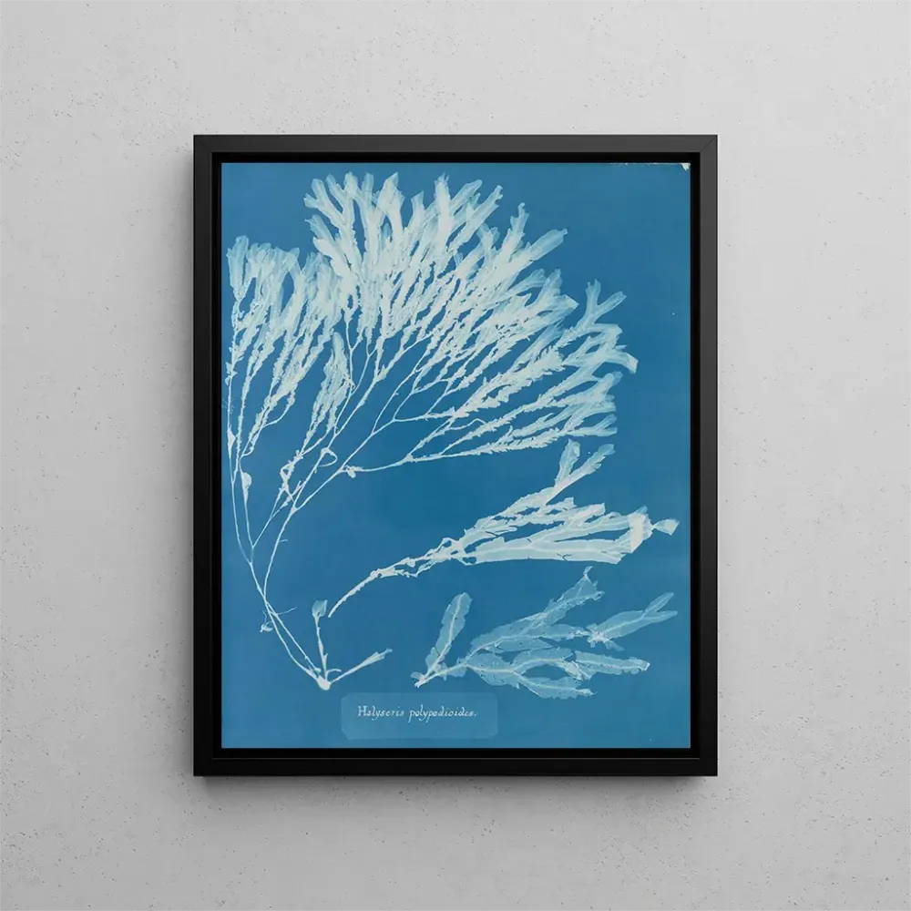 Gemälde Halyséris polypodioides - Anna Atkins | Kunstdruck