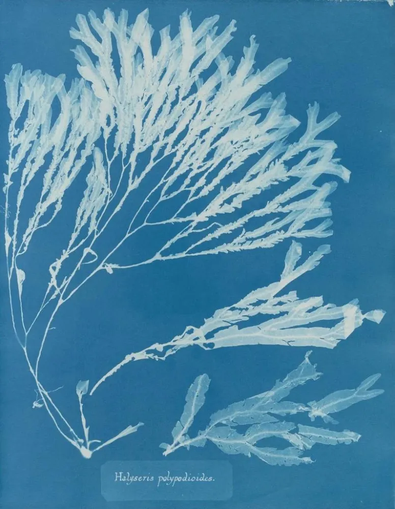 Gemälde Halyséris polypodioides - Anna Atkins | Kunstdruck