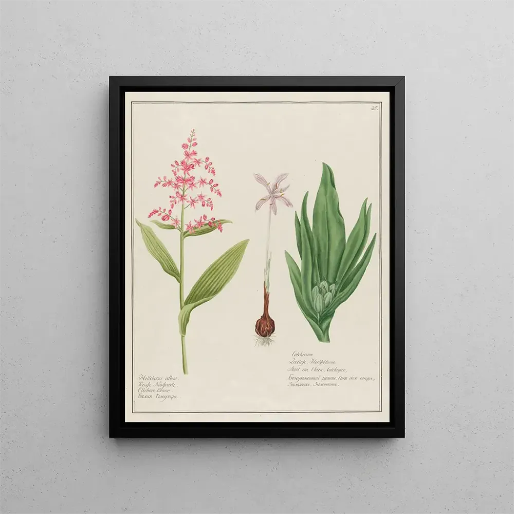 Gemälde Helleborus albus und Colchique - Petr Martynovich Gofman | Kunstdruck