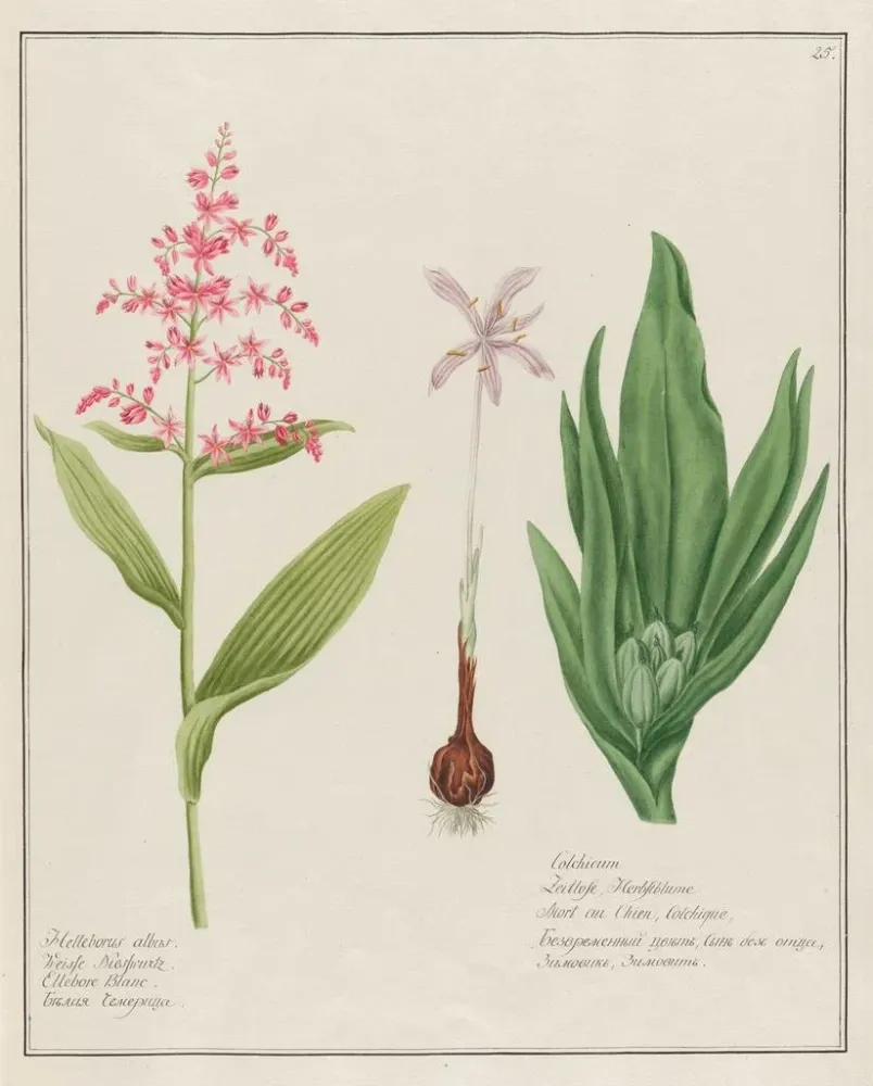 Gemälde Helleborus albus und Colchique - Petr Martynovich Gofman | Kunstdruck