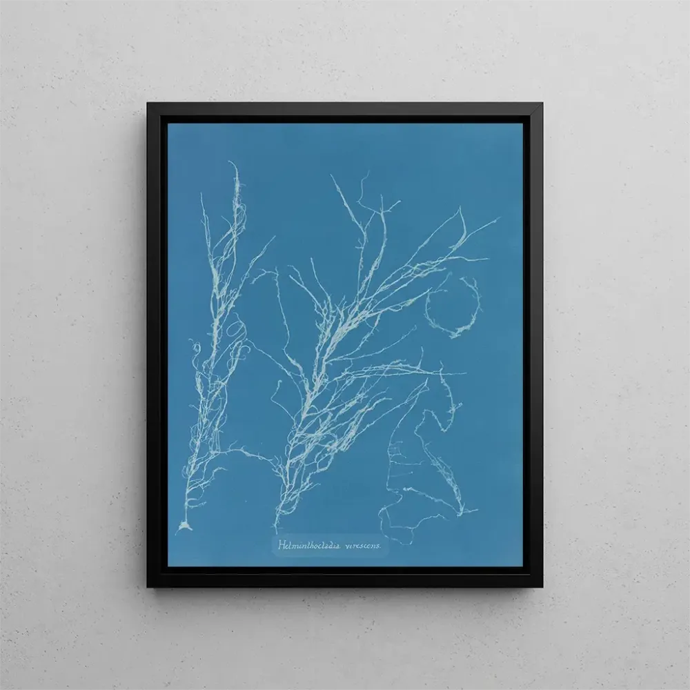 Gemälde Helminthocladia virescens - Anna Atkins | Kunstdruck