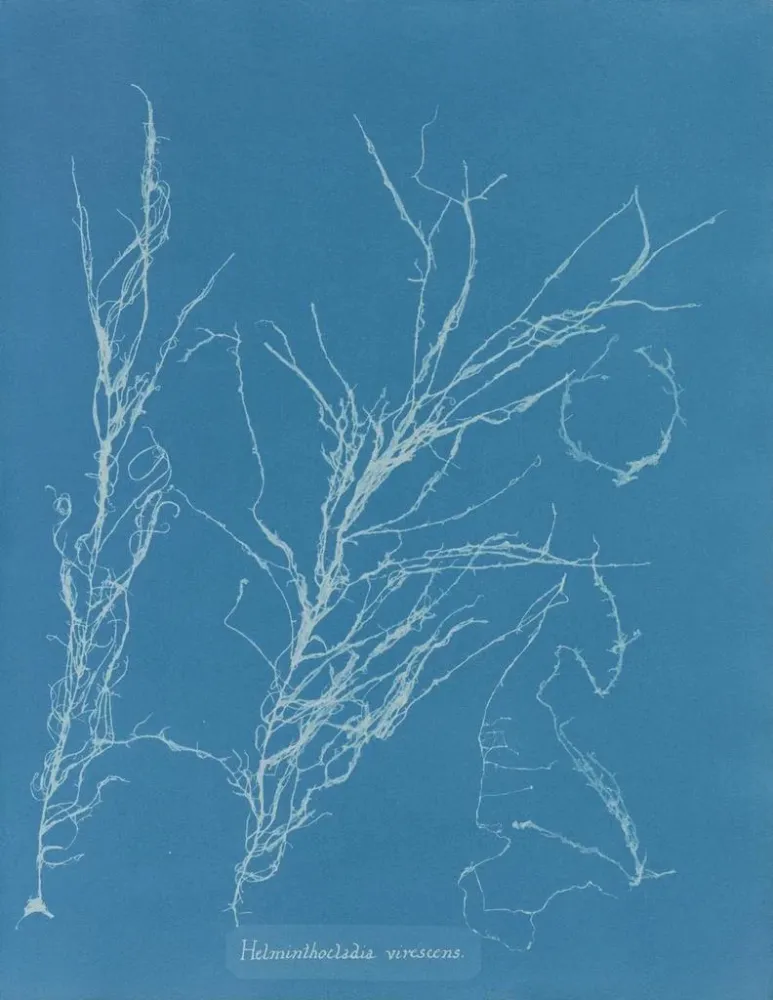 Gemälde Helminthocladia virescens - Anna Atkins | Kunstdruck