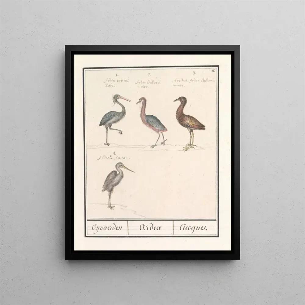 Gemälde Hérons Ardeidae - Anselmus Botius de Boodt | Kunstdruck