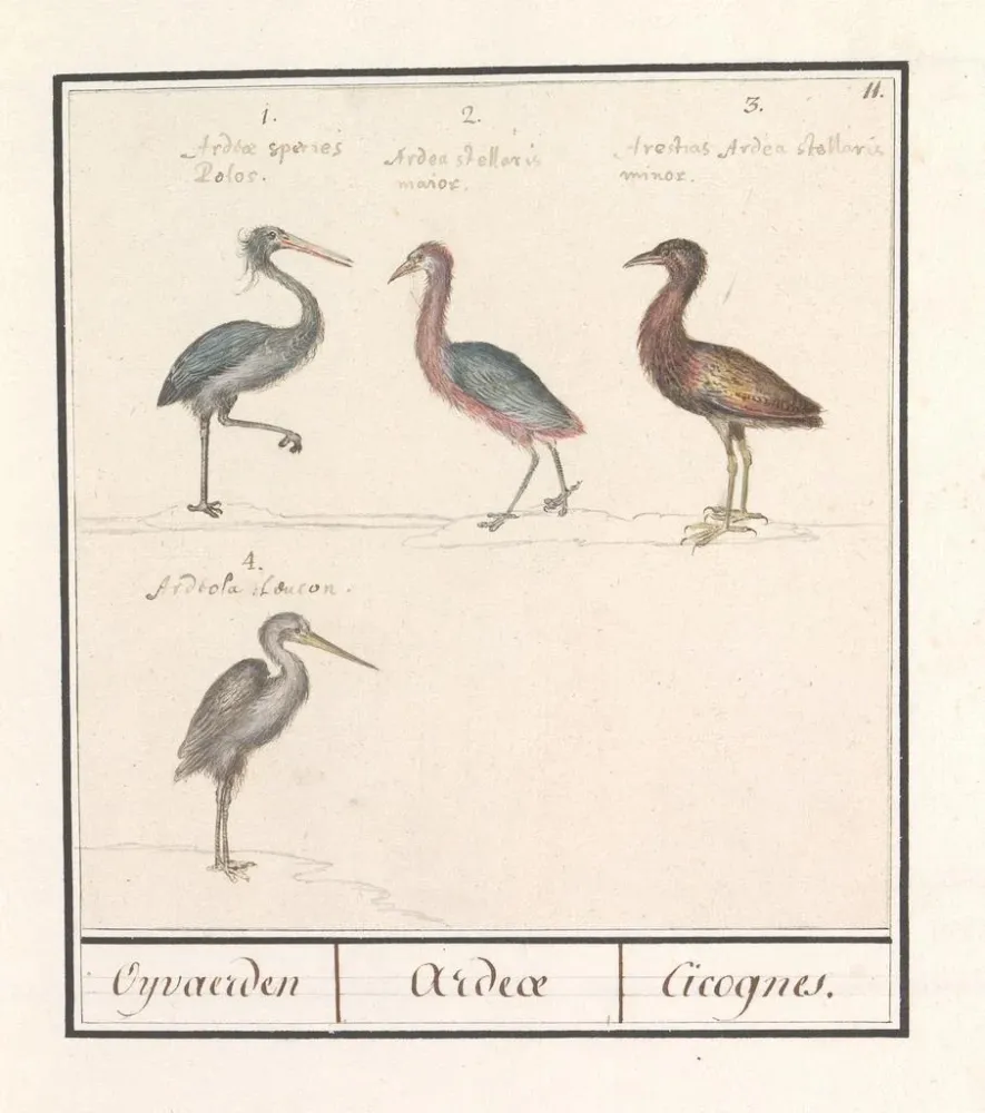 Gemälde Hérons Ardeidae - Anselmus Botius de Boodt | Kunstdruck