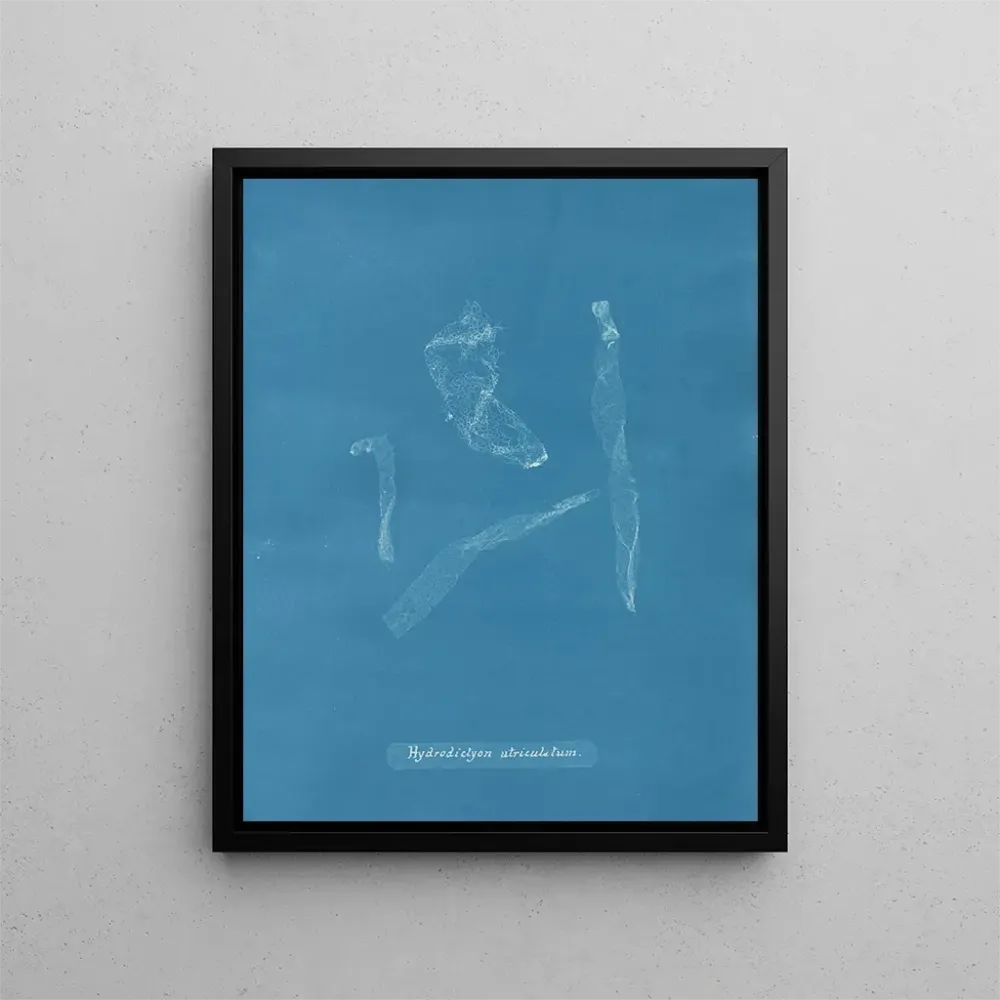 Gemälde Hydrodictyon utriculatum - Anna Atkins | Kunstdruck