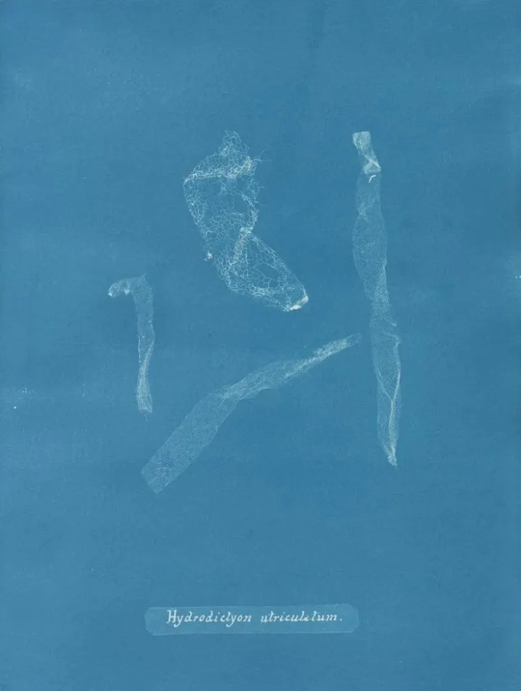 Gemälde Hydrodictyon utriculatum - Anna Atkins | Kunstdruck