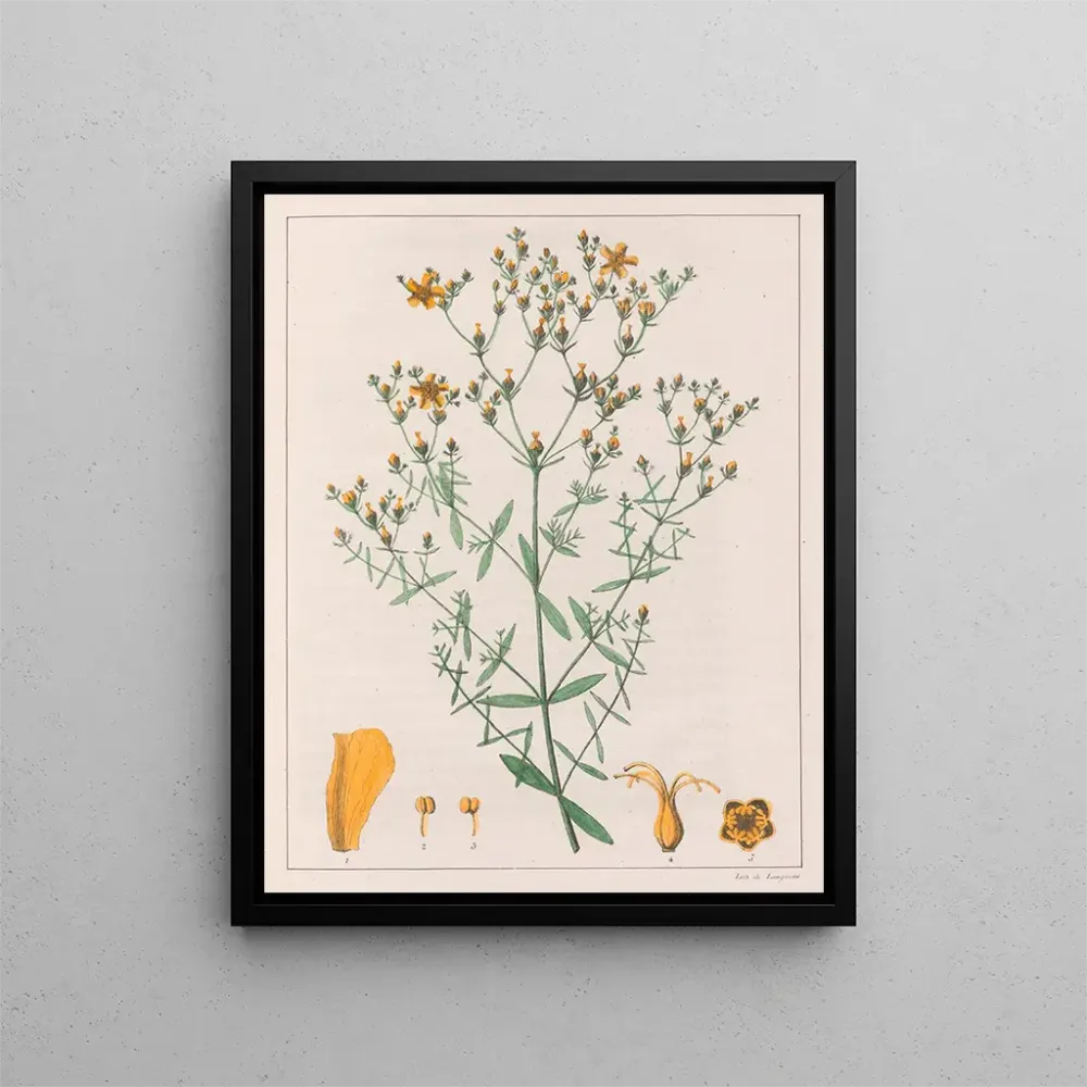 Gemälde Hypericum laxiusculum - Auguste de Saint-Hilaire | Kunstdruck