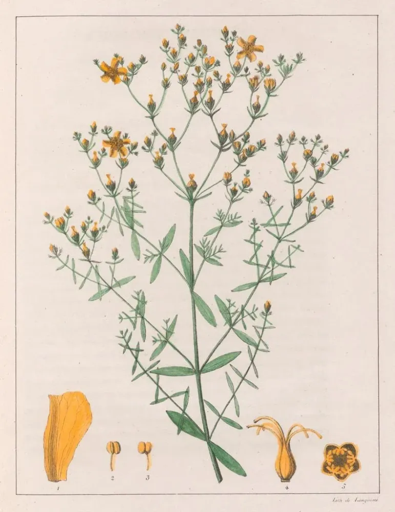 Gemälde Hypericum laxiusculum - Auguste de Saint-Hilaire | Kunstdruck