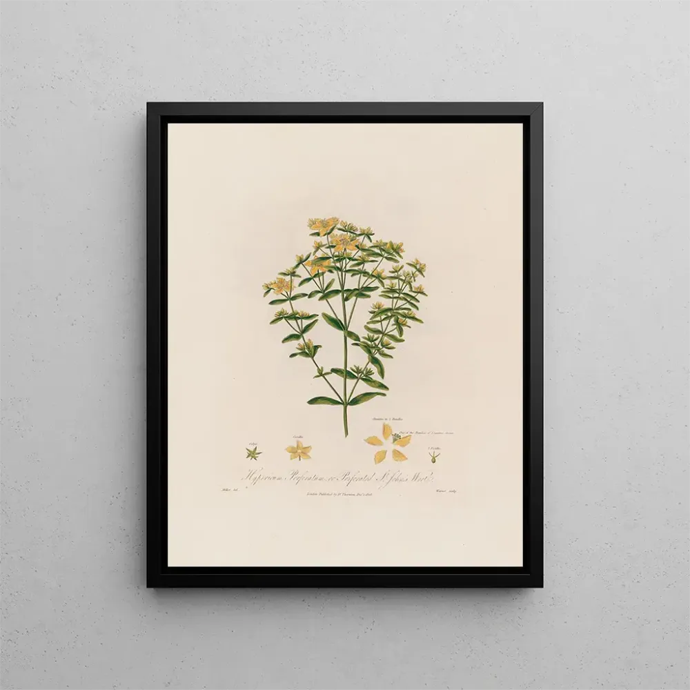 Gemälde Hypericum perforatum ou Millepertuis perforé - Robert John Thornton | Kunstdruck