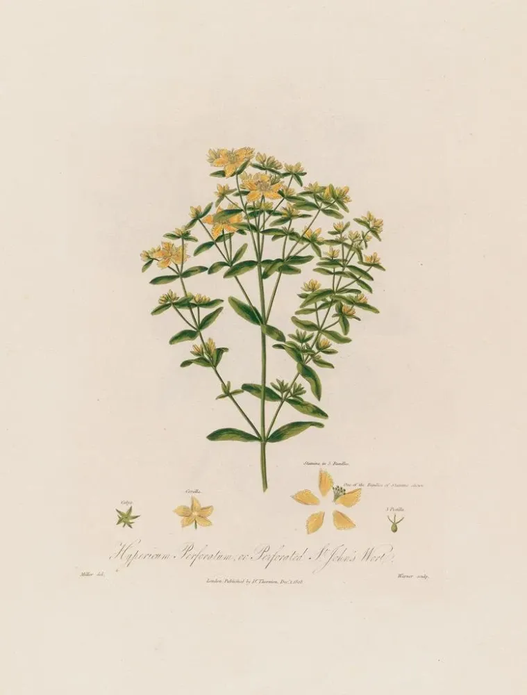 Gemälde Hypericum perforatum ou Millepertuis perforé - Robert John Thornton | Kunstdruck