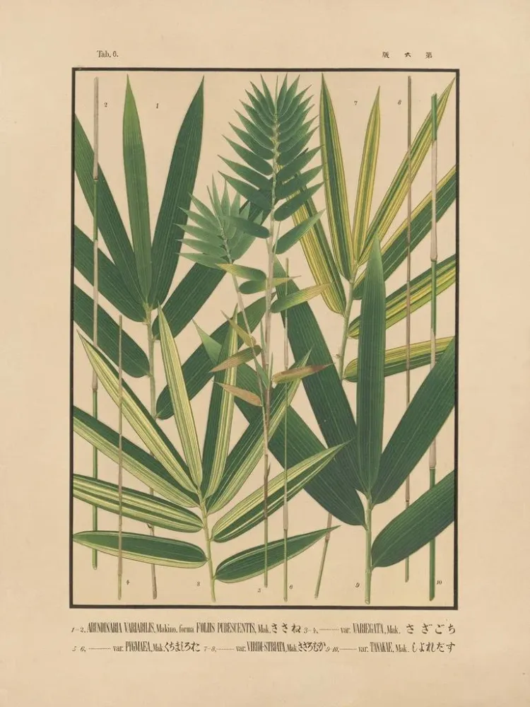 Gemälde Ikonen der Bambusse aus Japan Pl06 - Yasuyoshi Shirasawa | Kunstdruck