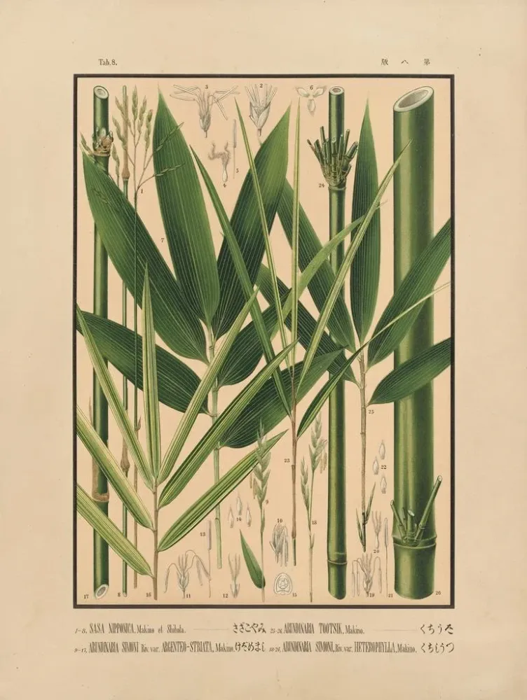 Gemälde Ikonen der Bambusse Japan Pl08 - Yasuyoshi Shirasawa | Kunstdruck