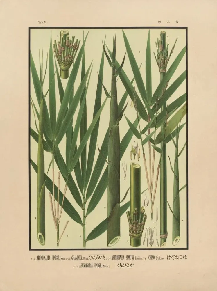 Gemälde Ikonen der Bambusse Japans Pl05 - Yasuyoshi Shirasawa | Kunstdruck