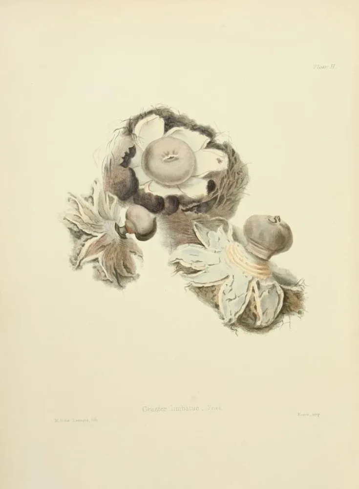 Gemälde Illustrationen der britischen Mykologie Pl02 - Anna Maria Hussey | Kunstdruck