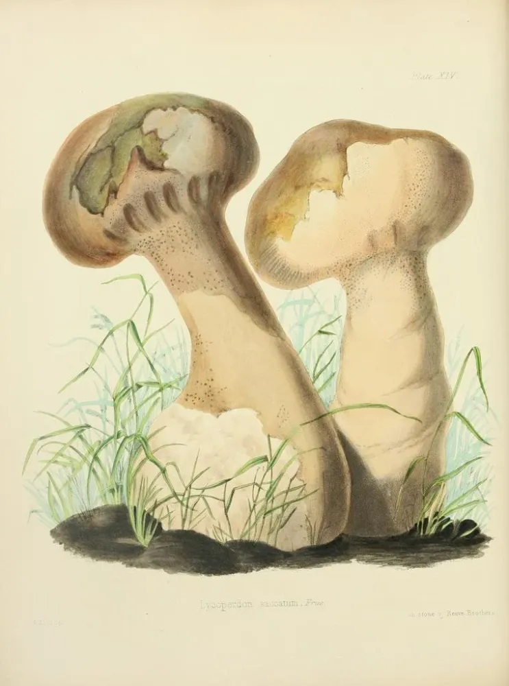 Gemälde Illustrationen der britischen Mykologie Pl14 - Anna Maria Hussey | Kunstdruck
