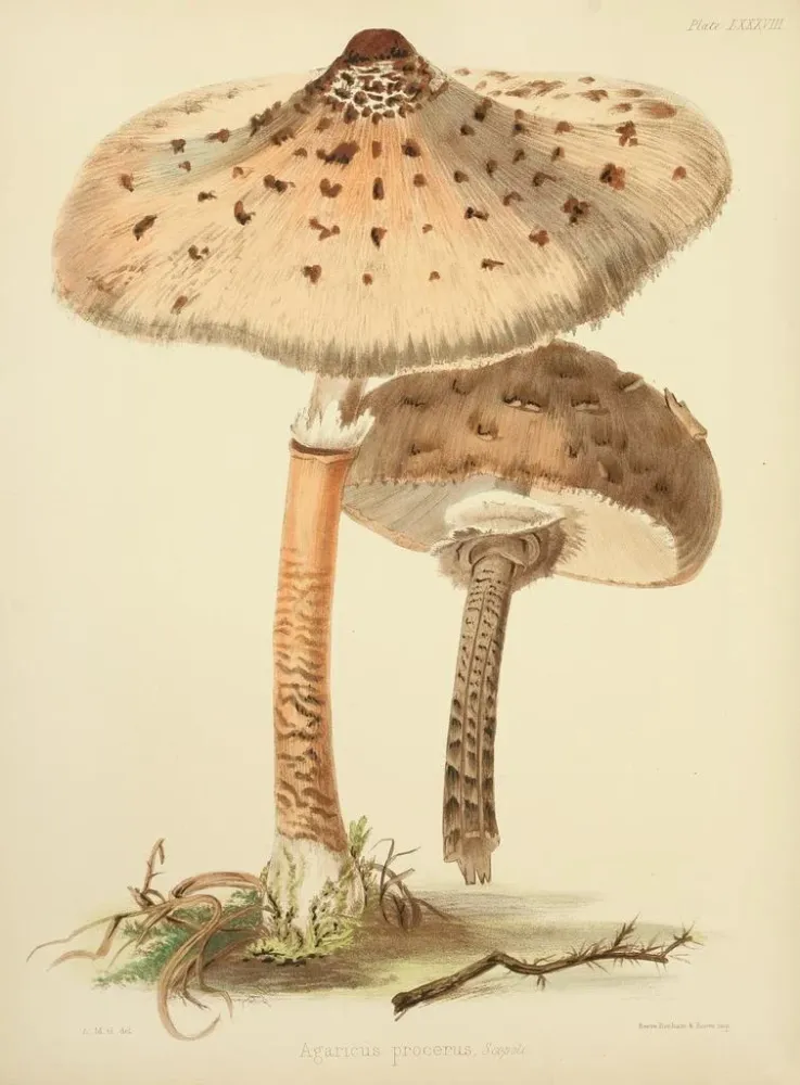 Gemälde Illustrationen der britischen Mykologie Pl88 - Anna Maria Hussey | Kunstdruck