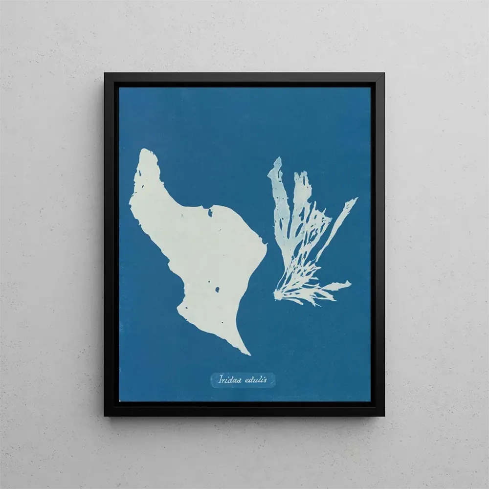 Gemälde Du isst Regenbögen - Anna Atkins
