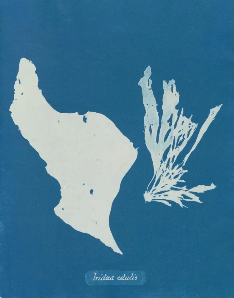 Gemälde Du isst Regenbögen - Anna Atkins