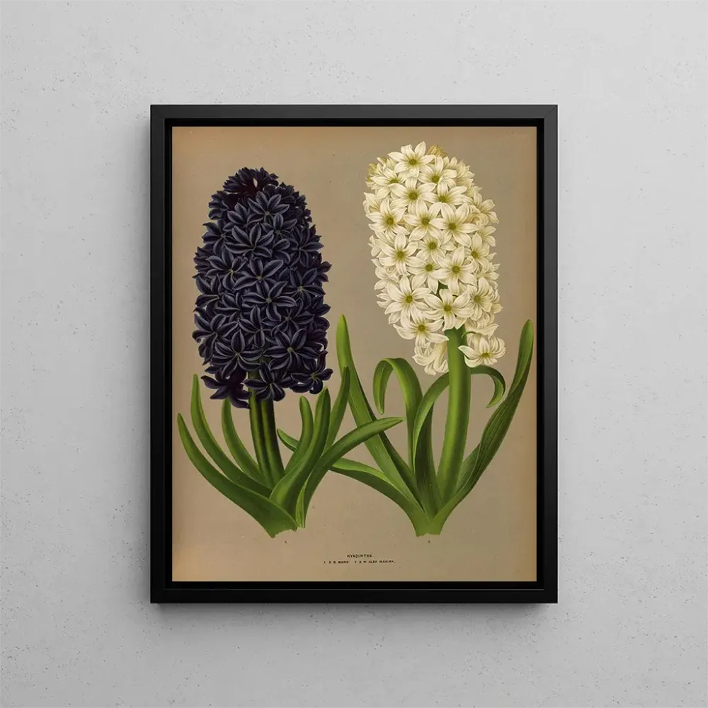 Gemälde Jacinthes 11 - Arentina Hendrica Arendsen | Kunstdruck