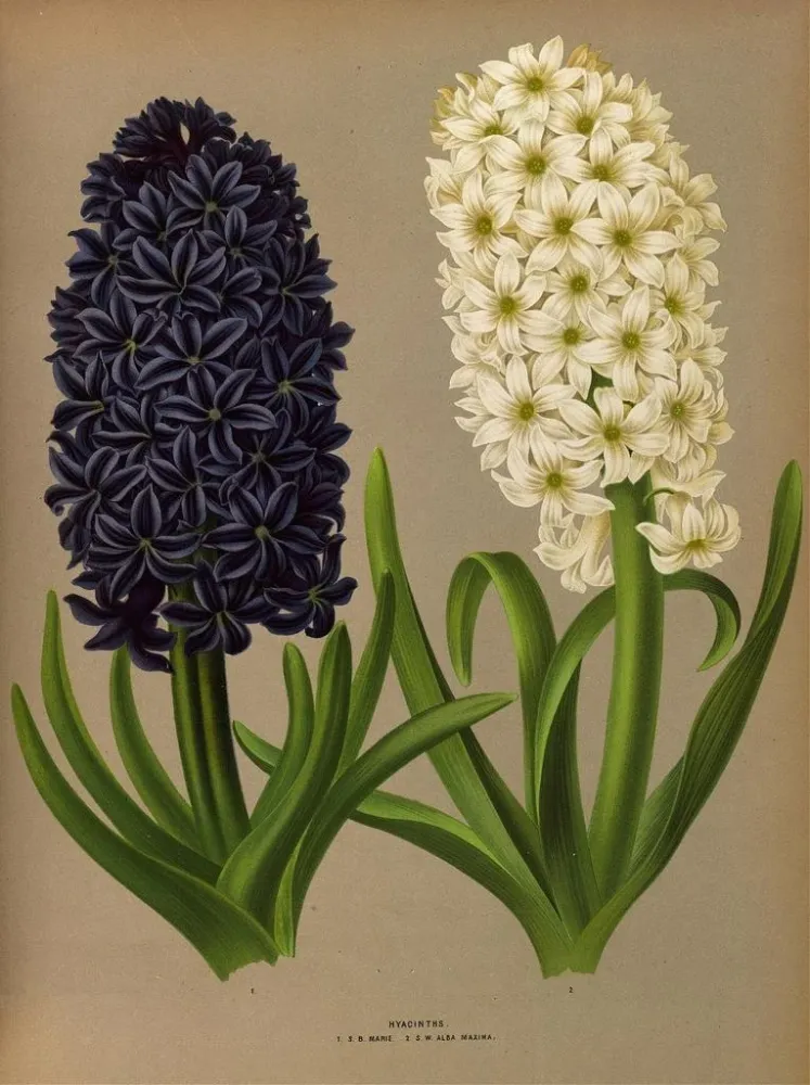 Gemälde Jacinthes 11 - Arentina Hendrica Arendsen | Kunstdruck