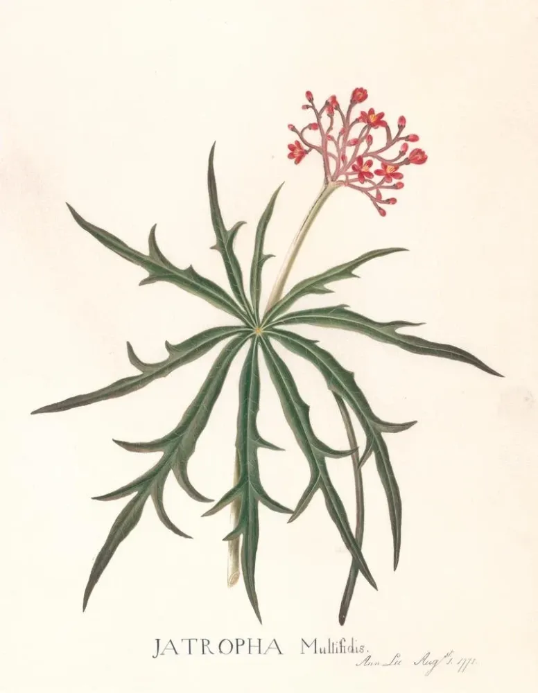 Gemälde Jatropha Multifidis - Ann Lee