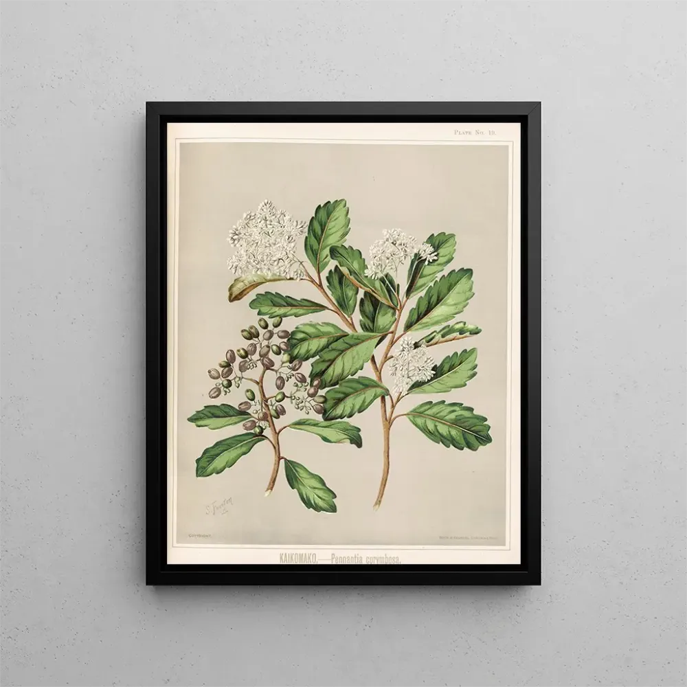 Gemälde Kaikomako Pennantia corymbosa - Sarah Featon | Kunstdruck
