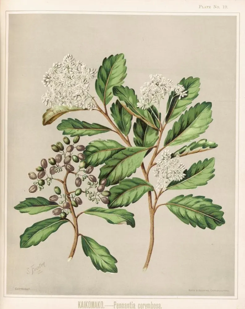 Gemälde Kaikomako Pennantia corymbosa - Sarah Featon | Kunstdruck