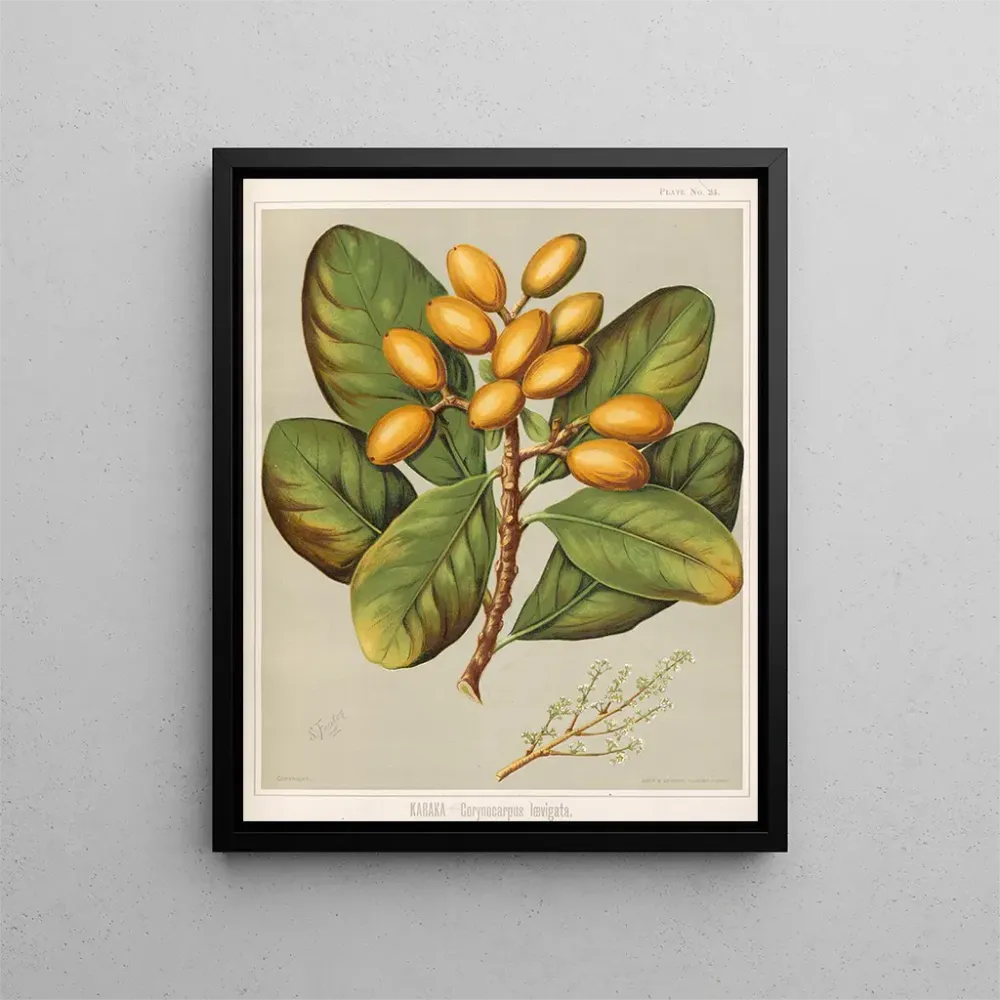 Gemälde Karaka Corynocarpus laevigatus - Sarah Featon | Kunstdruck