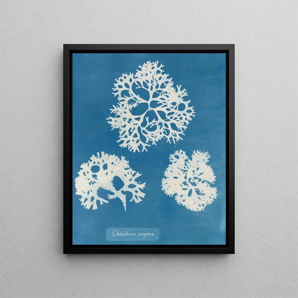 Gemälde Knusprige Muschel - Anna Atkins | Kunstdruck