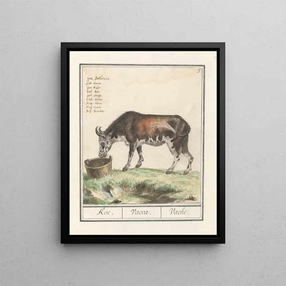 Gemälde Koe Bos taureau Koe Vacca Vache - Anselmus Botius de Boodt | Kunstdruck
