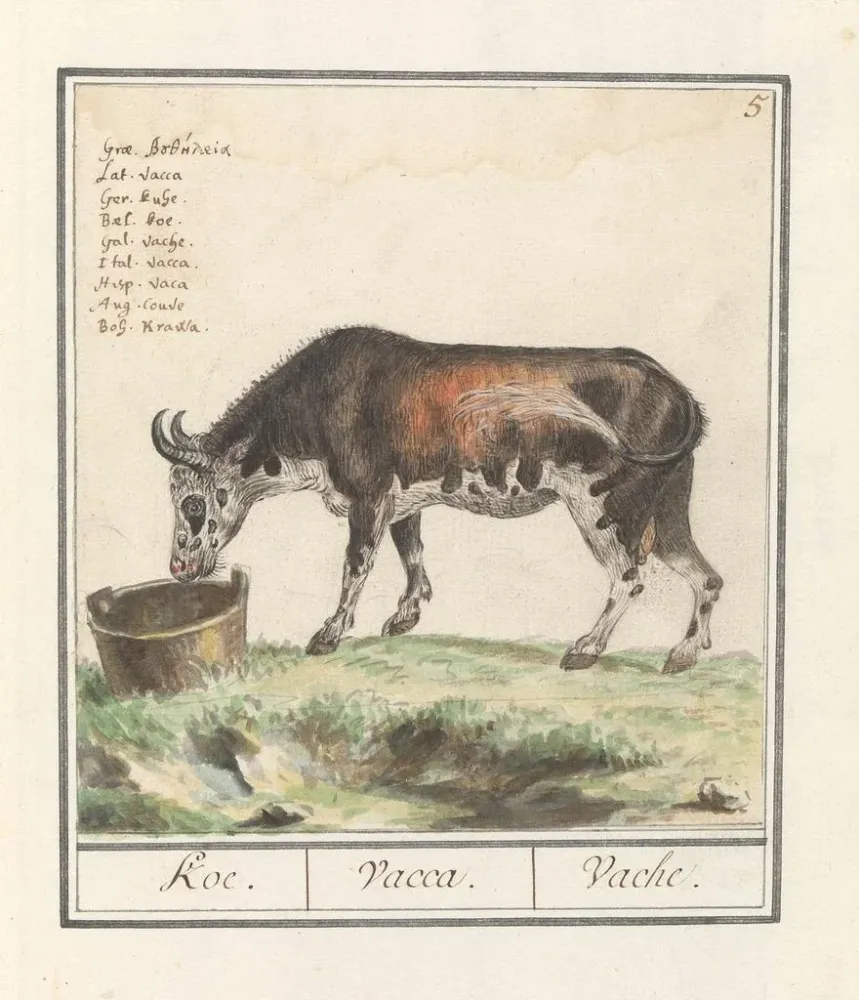 Gemälde Koe Bos taureau Koe Vacca Vache - Anselmus Botius de Boodt | Kunstdruck