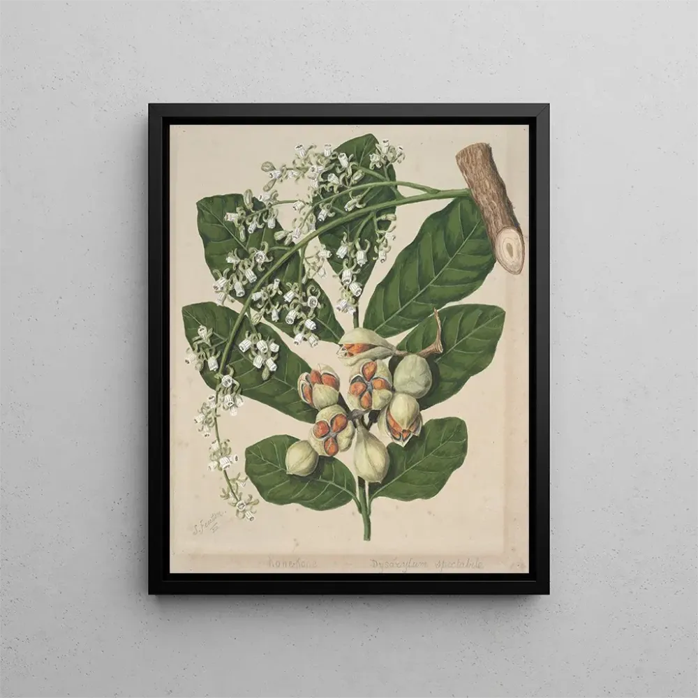 Gemälde KoheKohe Dysoxylum spectabile - Sarah Featon | Kunstdruck