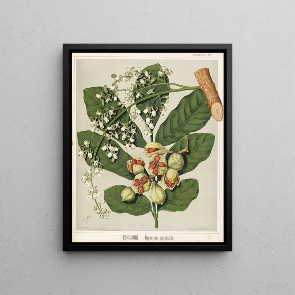 Gemälde KoheKohe Dysoxylum spectabile - Sarah Featon | Kunstdruck