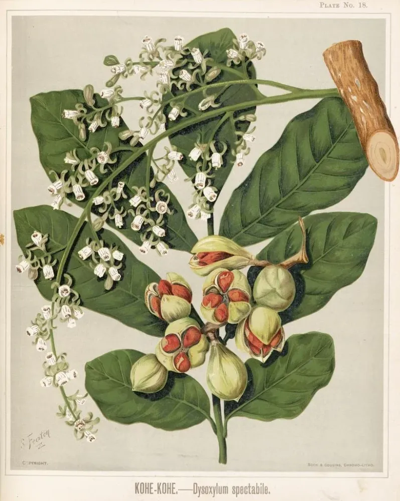 Gemälde KoheKohe Dysoxylum spectabile - Sarah Featon | Kunstdruck