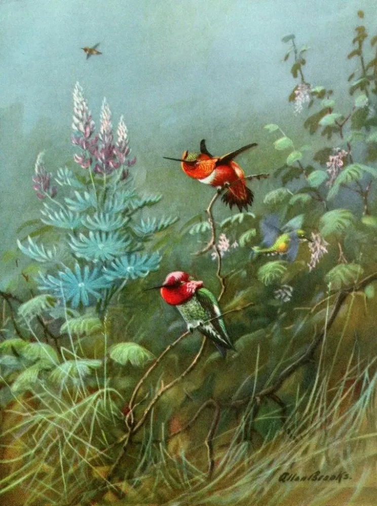 Gemälde Kolibris rot und Annas - Allan Brooks