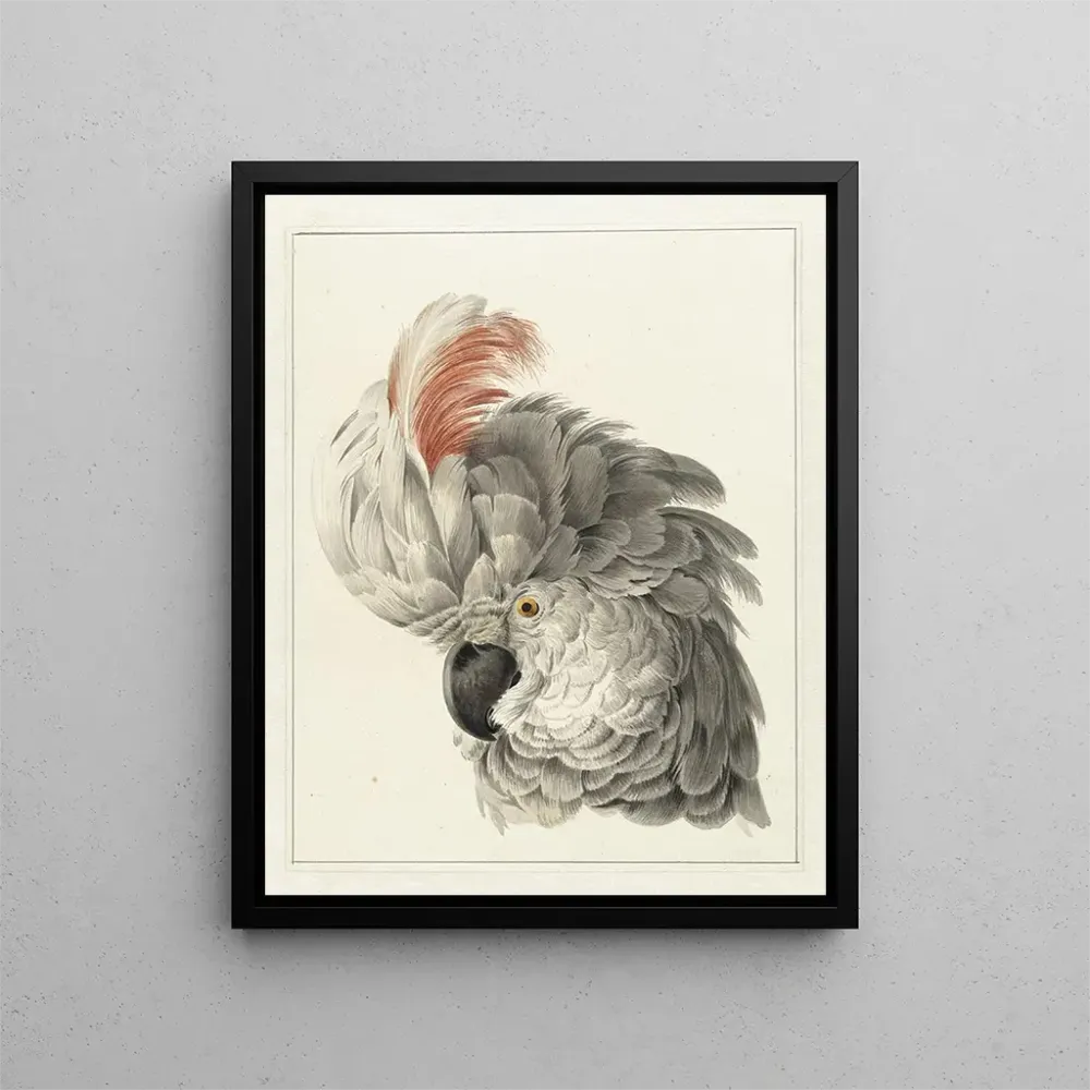 Gemälde Kopf eines Kakadus - Aert Schouman | Kunstdruck