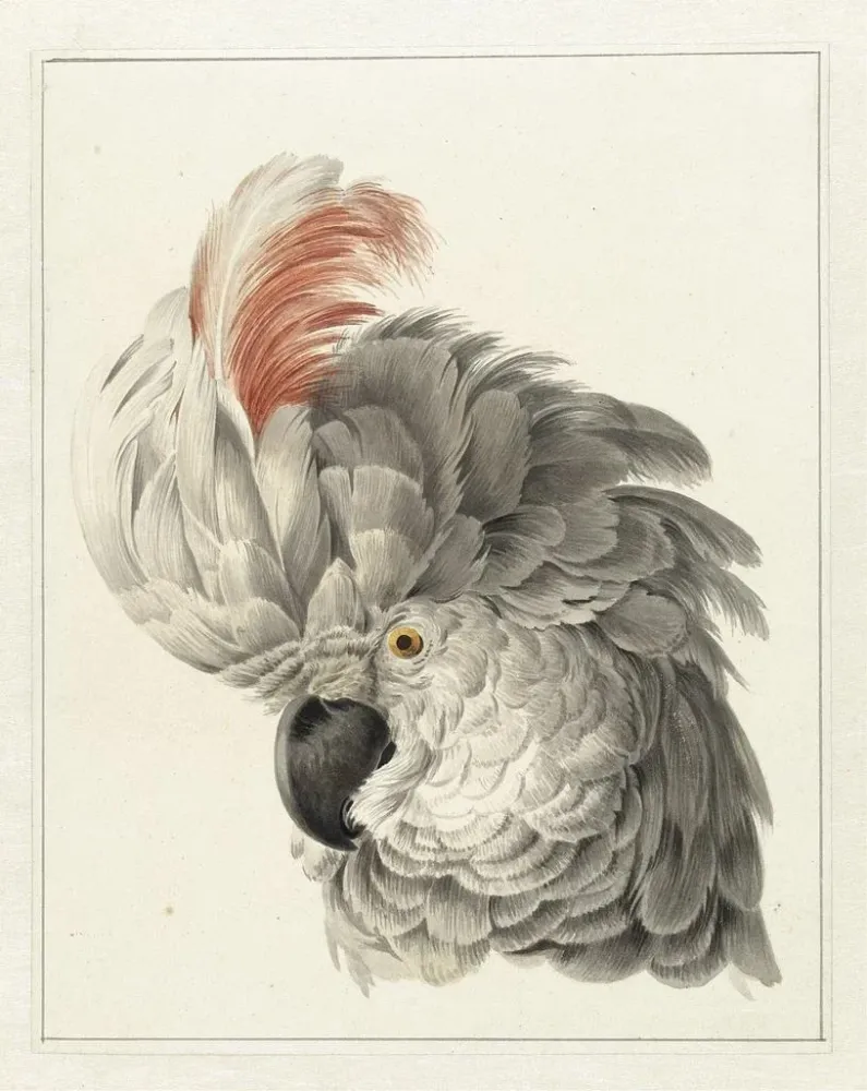 Gemälde Kopf eines Kakadus - Aert Schouman | Kunstdruck