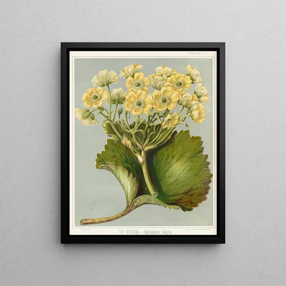 Gemälde Le Korikori Ranunculus insignis, Planche 4 - Sarah Featon | Kunstdruck