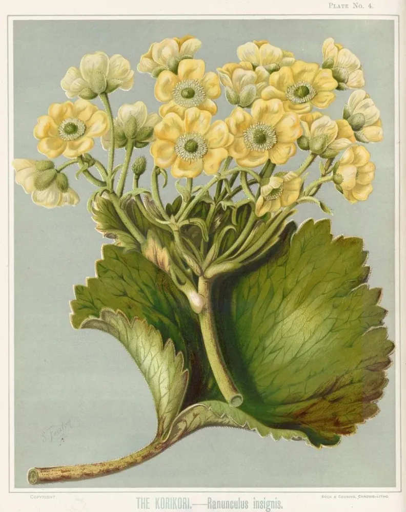 Gemälde Le Korikori Ranunculus insignis, Planche 4 - Sarah Featon | Kunstdruck