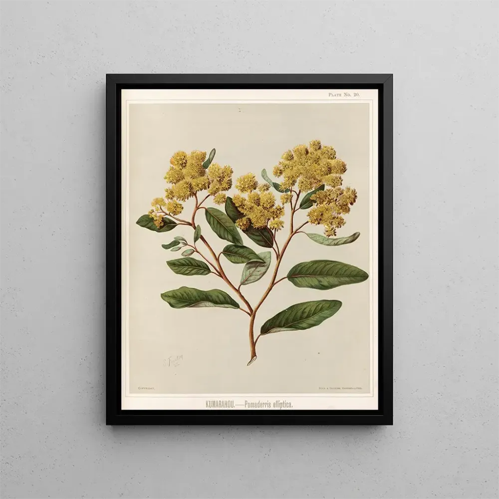 Gemälde Kumarahou Pomaderris elliptica - Sarah Featon | Kunstdruck