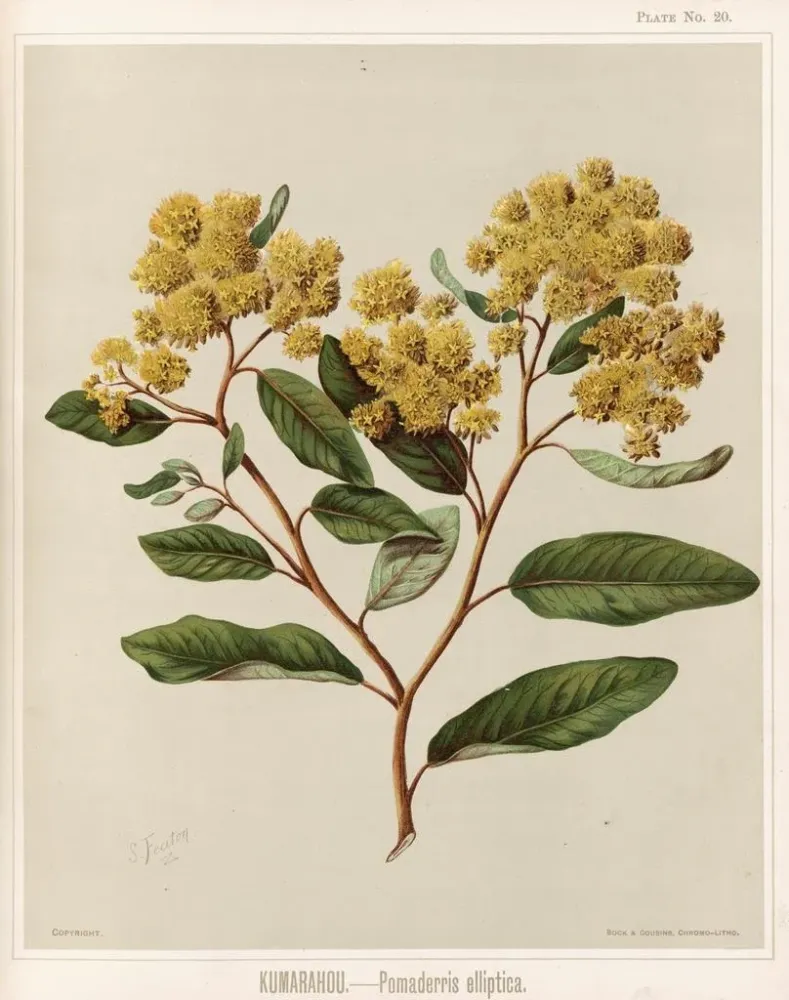 Gemälde Kumarahou Pomaderris elliptica - Sarah Featon | Kunstdruck
