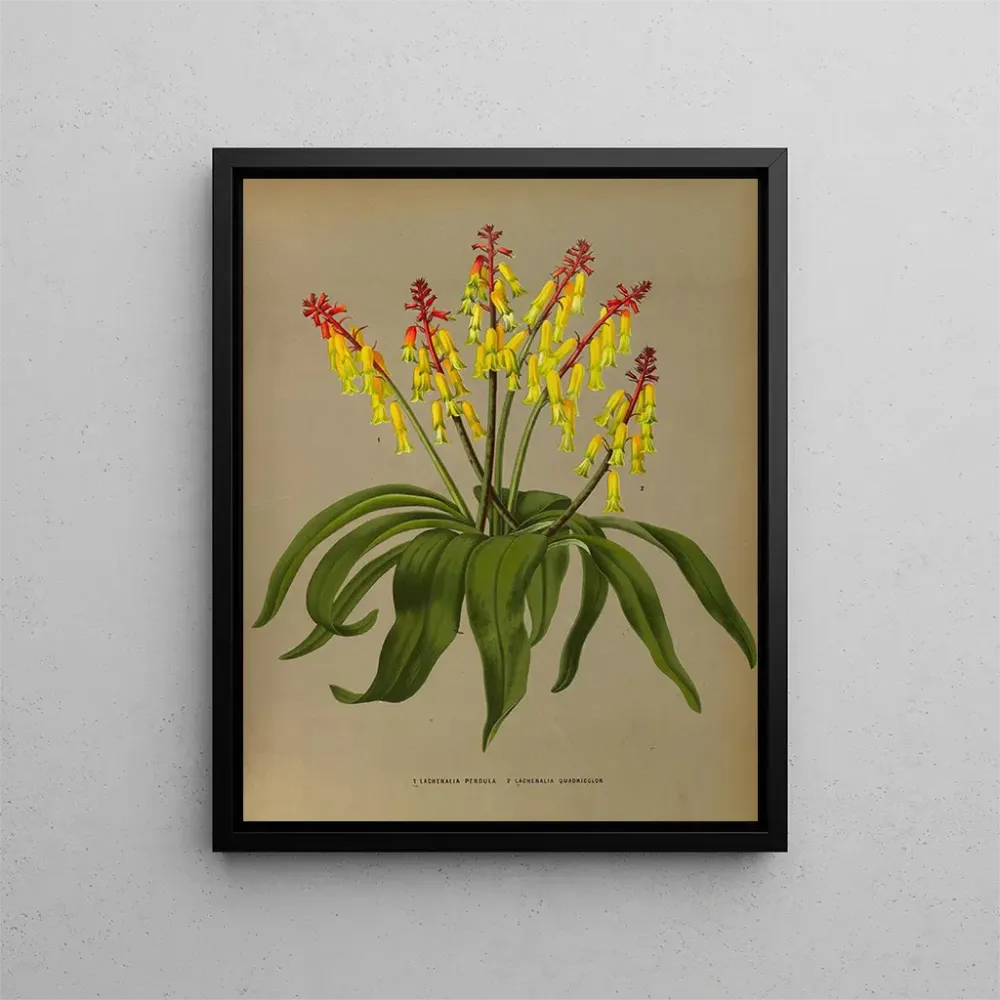 Gemälde Lachenalia Pendula 2 Lachenalia Quaoricolor - Arentina Hendrica Arendsen | Kunstdruck