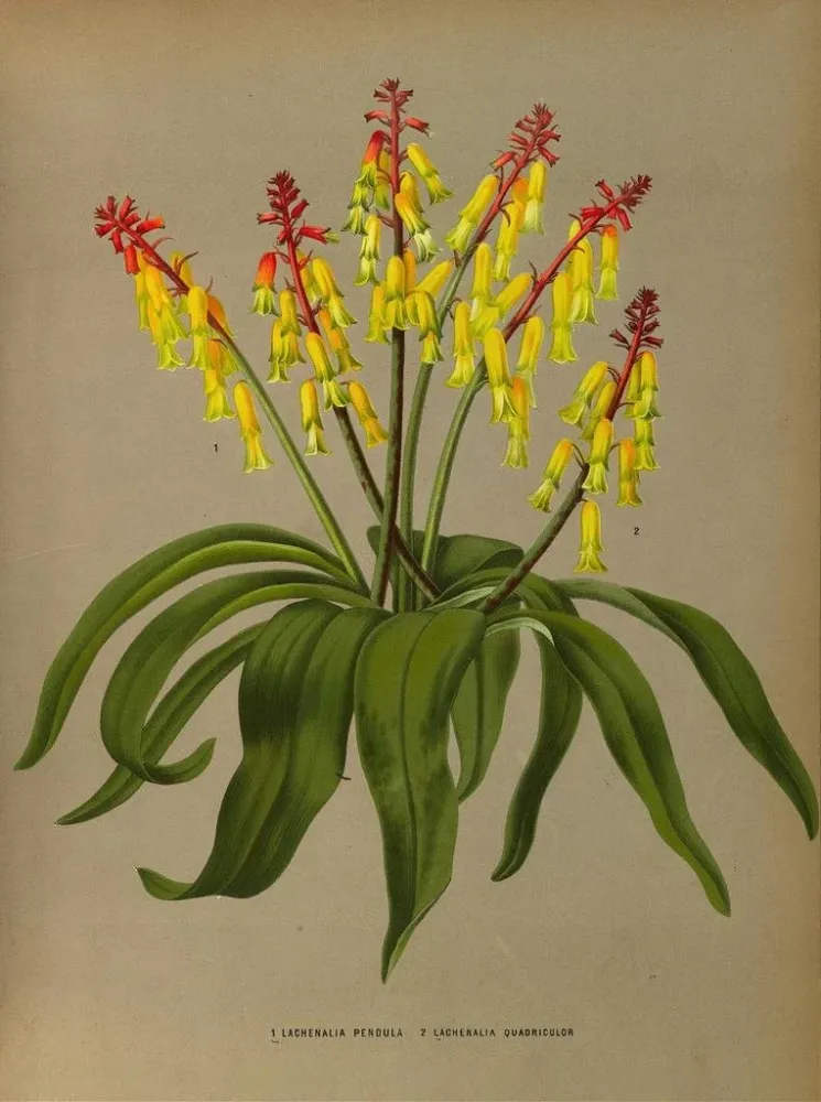 Gemälde Lachenalia Pendula 2 Lachenalia Quaoricolor - Arentina Hendrica Arendsen | Kunstdruck