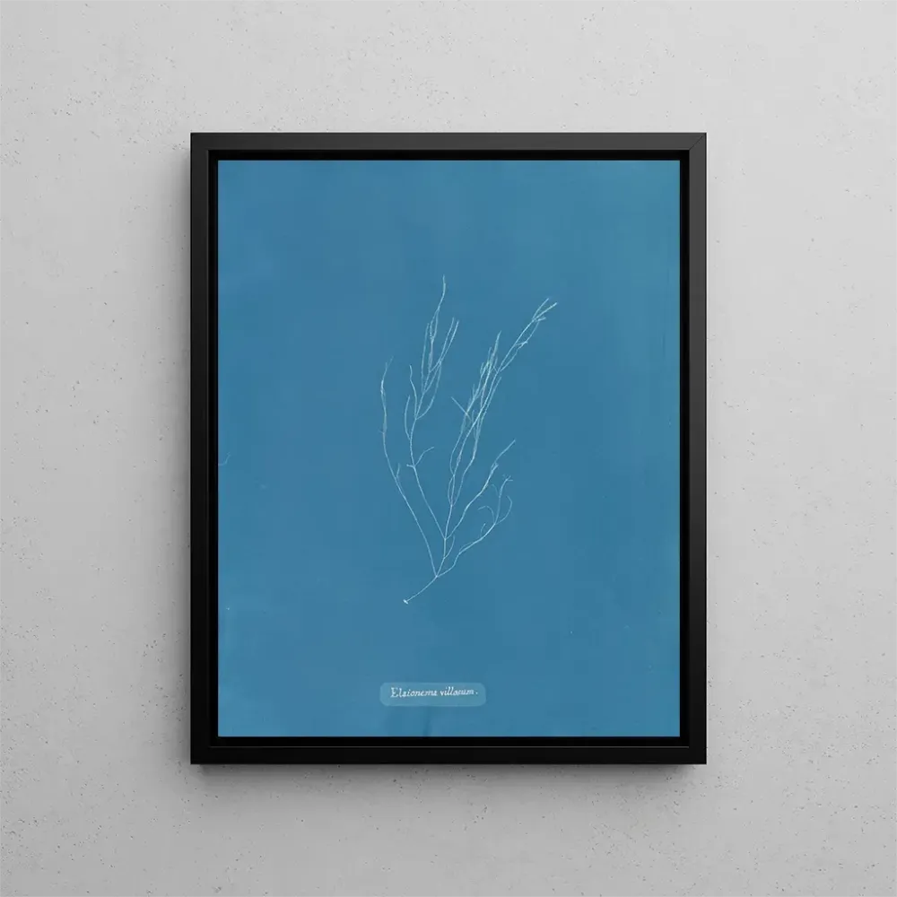 Gemälde Élaionema villosum - Anna Atkins | Kunstdruck