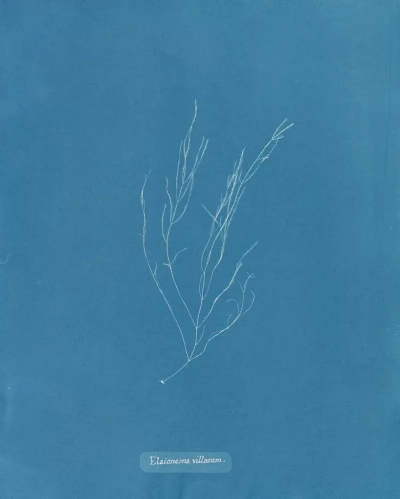 Gemälde Élaionema villosum - Anna Atkins | Kunstdruck
