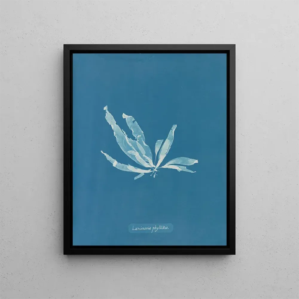 Gemälde Laminaria phyllitis - Anna Atkins