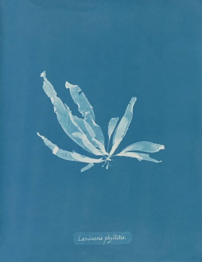 Gemälde Laminaria phyllitis - Anna Atkins